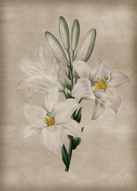 Madonna White Lily