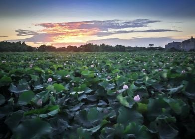 Sunset lotus field