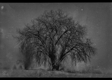 Midnight Tree