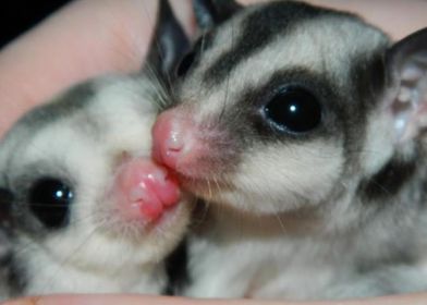 sugar glider