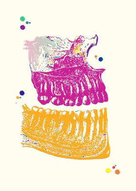 Jaw Anatomy