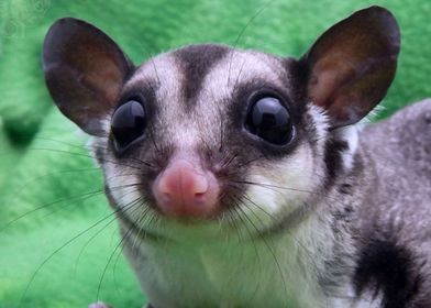 sugar glider