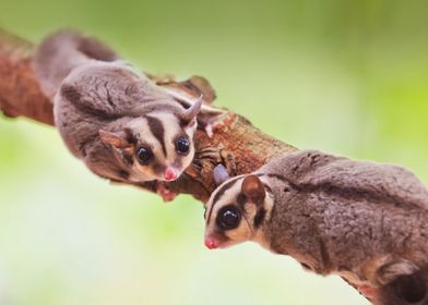 sugar glider