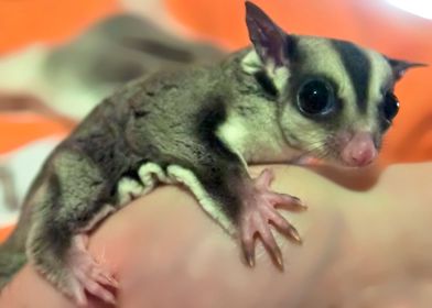 sugar glider