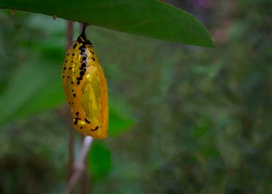 Chrysalis