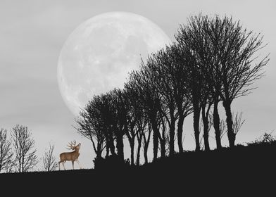 deer in black white field