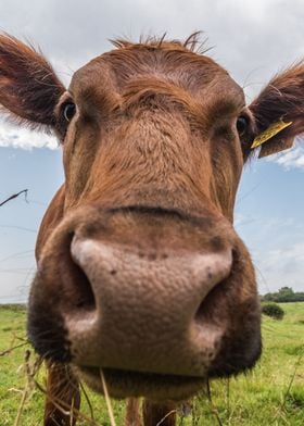 Curious Cow