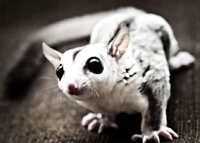 sugar glider