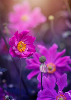 Pink purple anemone, macro