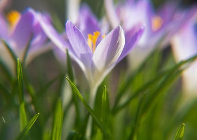 winter crocuses