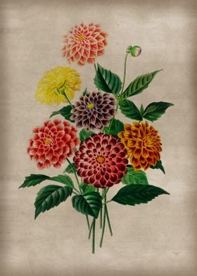 Vintage Dahlia