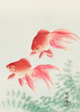 Two veil goldfish