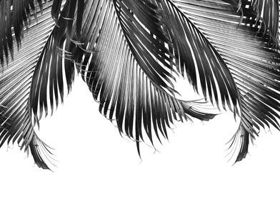 Palm Leaves Finesse 3