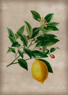 Vintage Lemon Art