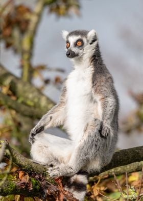 Ring tailed Lemur in tree