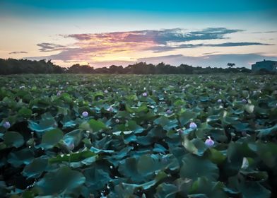 Sunset lotus field