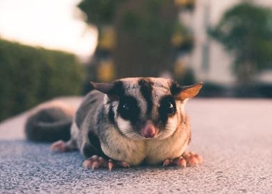 sugar glider