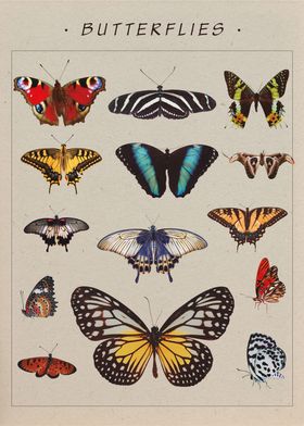 Butterflies Science Art