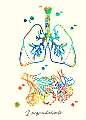 Lungs and alveoli