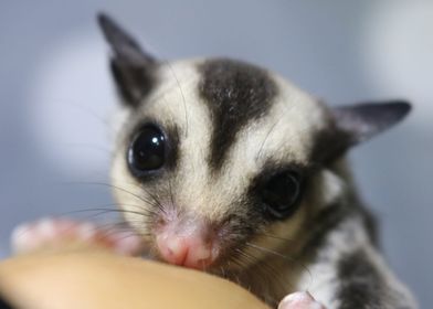 sugar glider