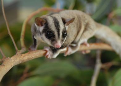 sugar glider