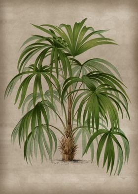 Vintage Palm Tree