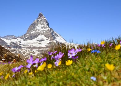 MOUNTAIN VIEW AND FLOWERS