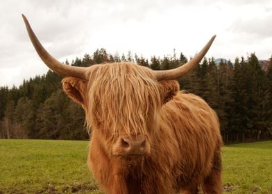 Highland Cow 7