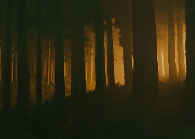 Forest Lost Scene 2