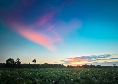 Sunset lotus field