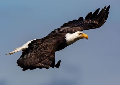 Winner Bald Eagle