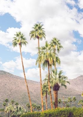 Palm Springs Tropical View