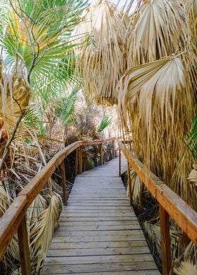 Palm Trees Hiking Trail