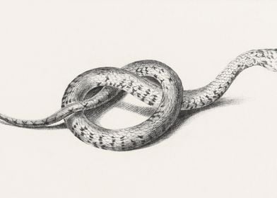 Boa Constrictor Illustrate