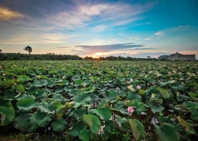 Sunset lotus field