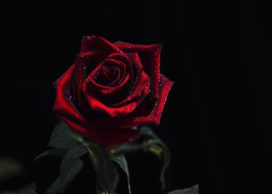 Black red rose with drops