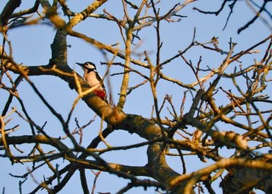 Woodpeckers Gaze
