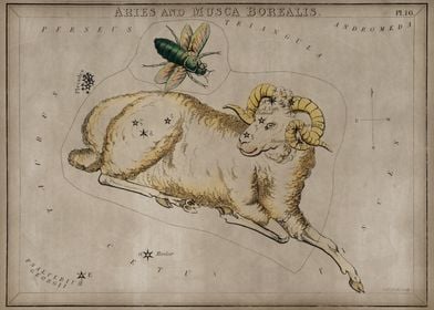 Aries and Musca Borealis