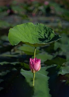 lotus