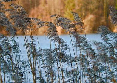 Reeds by the Lake