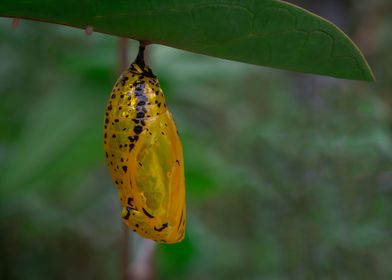 Butterfly Chrysalis