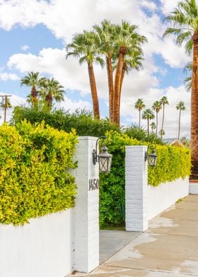 Palm Springs Palm Trees