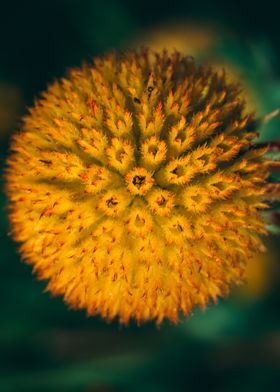 Macro flower photo