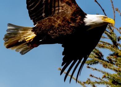 Bald  Eagle Determination