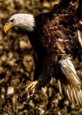 Up Close Bald Eagle