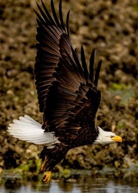 Determined Bald Eagle