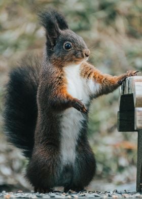 Squirrel portrait