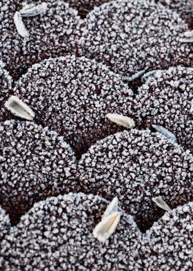 Frozen seeds on a roof