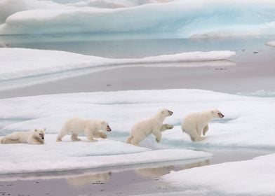 Leaping baby polar bear