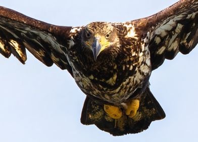 Eyes on Target Bald Eagle